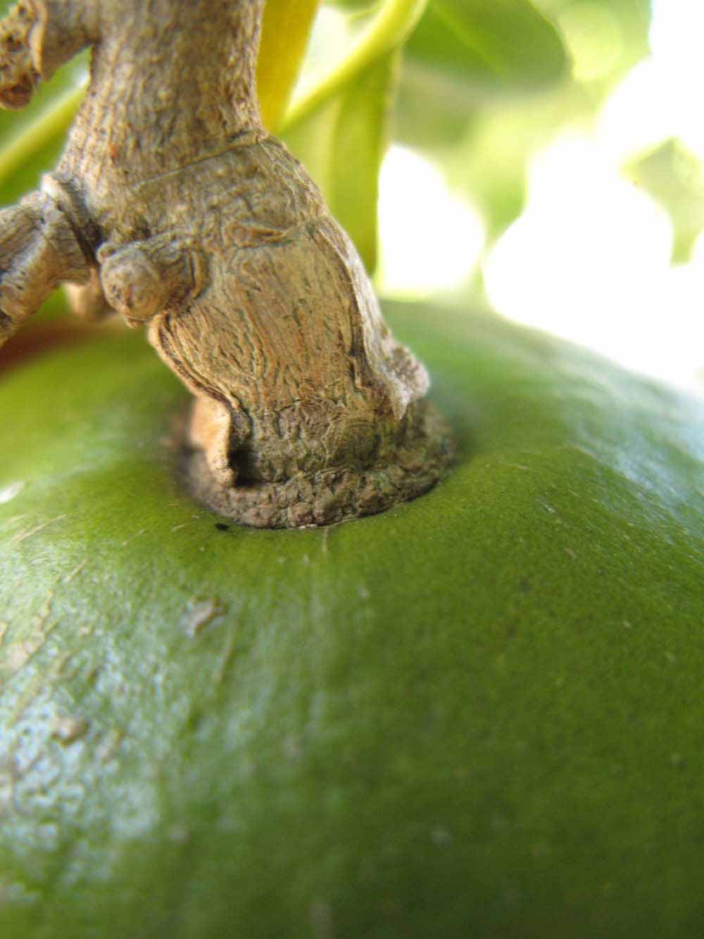              Fruit (Nigerian Powder Flask, Winter Haven, FL)       